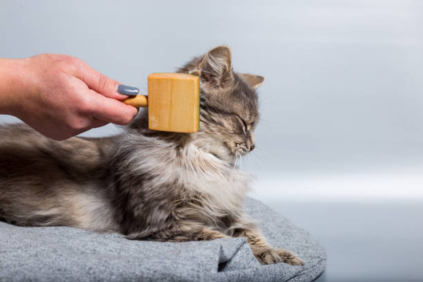 Cat Grooming Techniques: 11 Expert Tips For Mastery - Pets Grooming Care