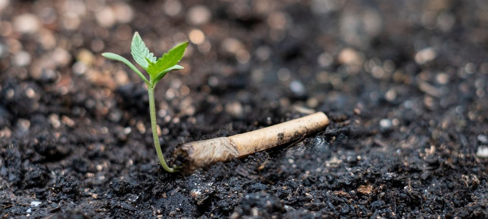 Germinar sementes de cannabis 