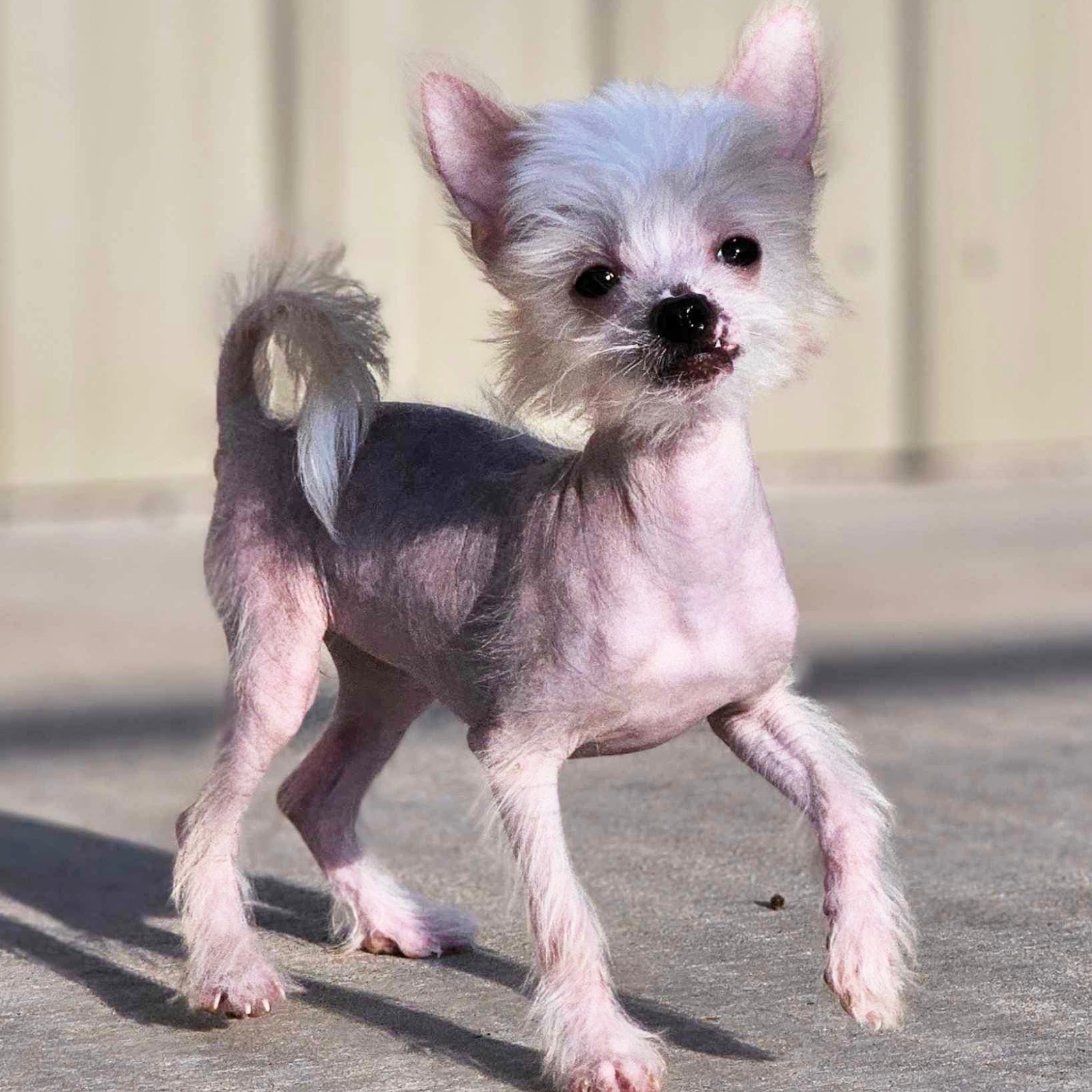 chinese crested puppy