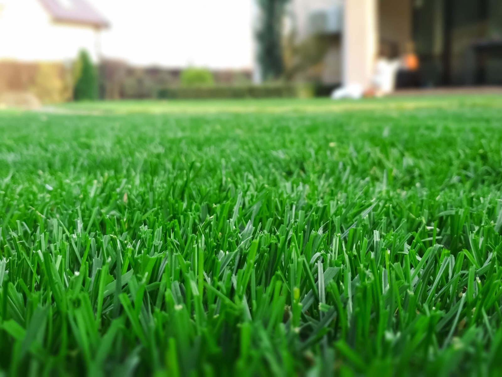 st. augustine grass