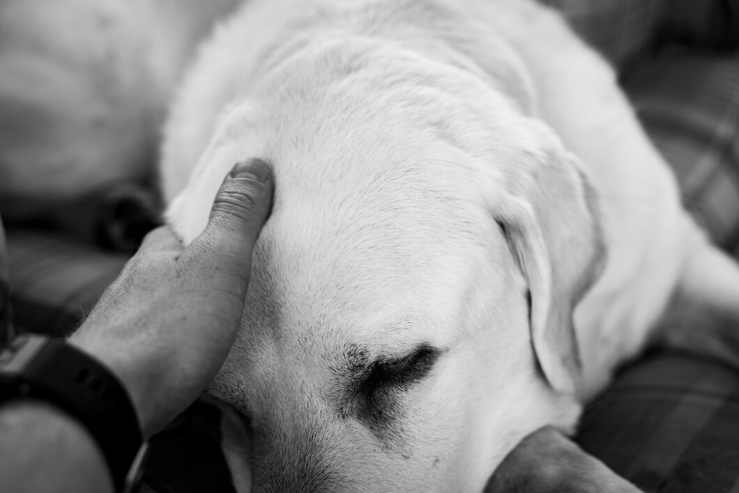 Person's hand petting the head of a white dog shot in greyscale 