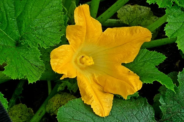 Why do cucumbers flower but produce no fruit