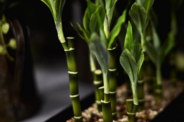 Small Chinese bamboo for display
