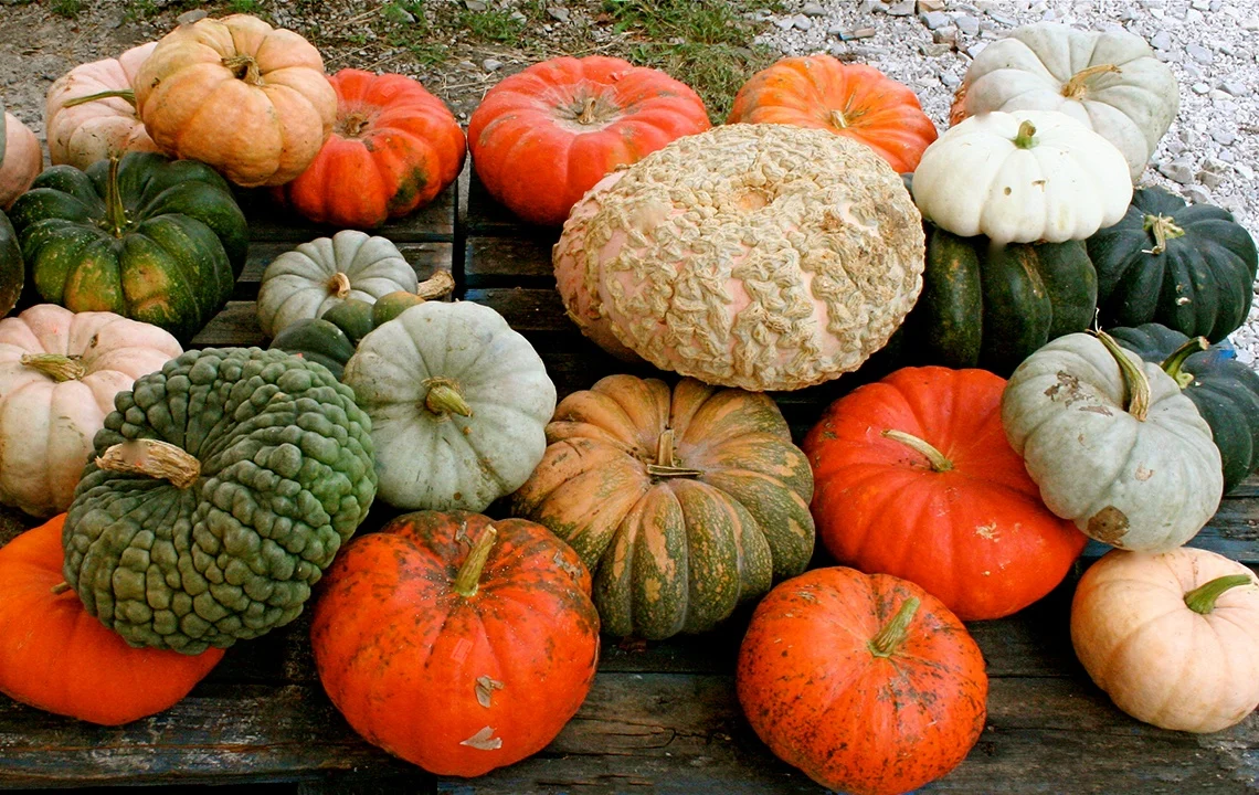 Pumpkin Variety