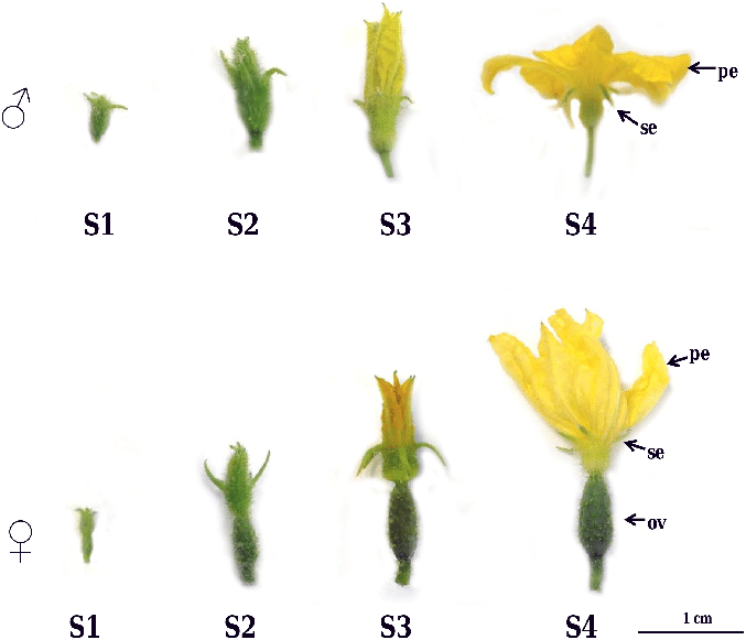 What is the cucumber flowering and fruit production process