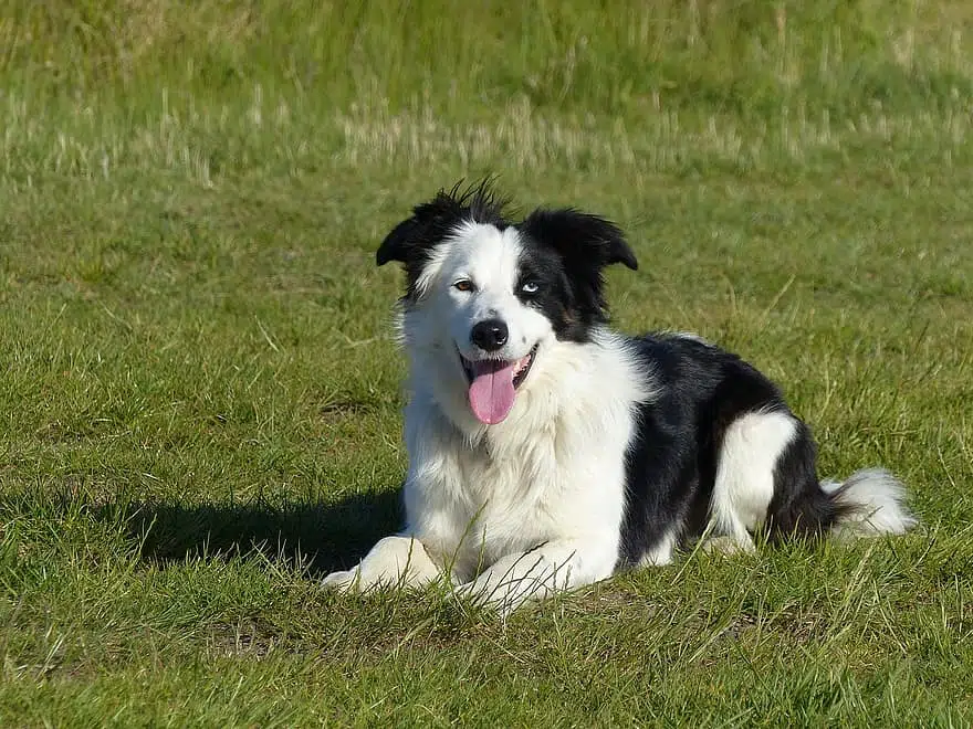 Are Border Collies Aggressive