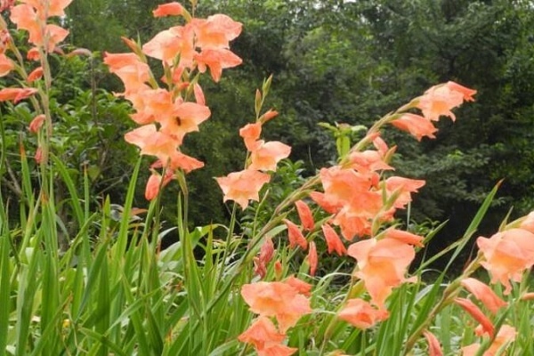 Gladiolus