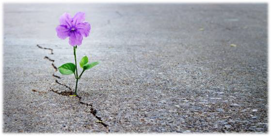 https://media.istockphoto.com/photos/purple-flower-growing-on-crack-street-soft-focus-blank-text-picture-id896570168?k=6&m=896570168&s=612x612&w=0&h=9FVGhewu3SRKGCBOn_3KDuHI4zLY_wy714PaJHMAm7w=