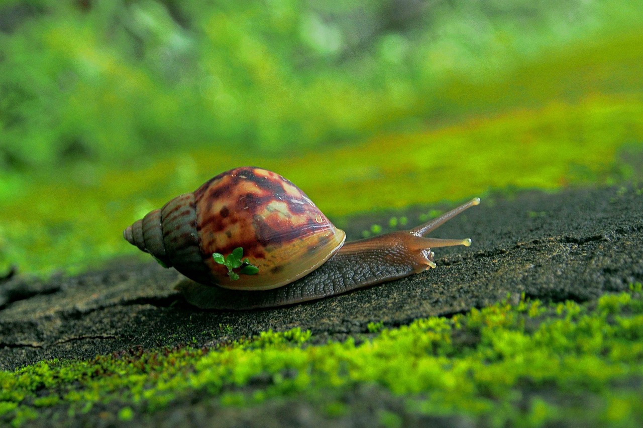 Are Snails Nocturnal
