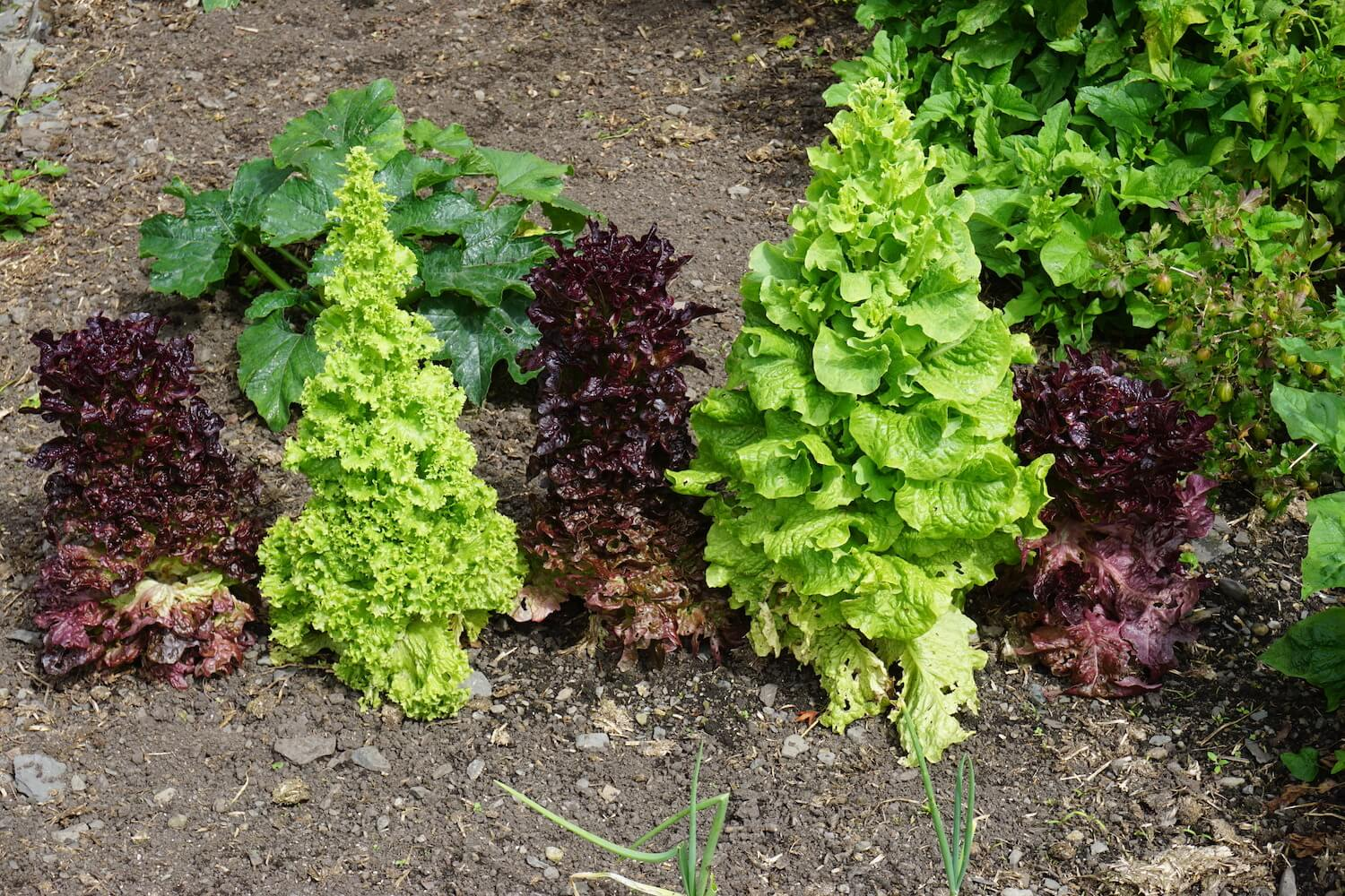 What happens when lettuce bolts