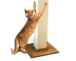 Image of cat scratching a scratching post