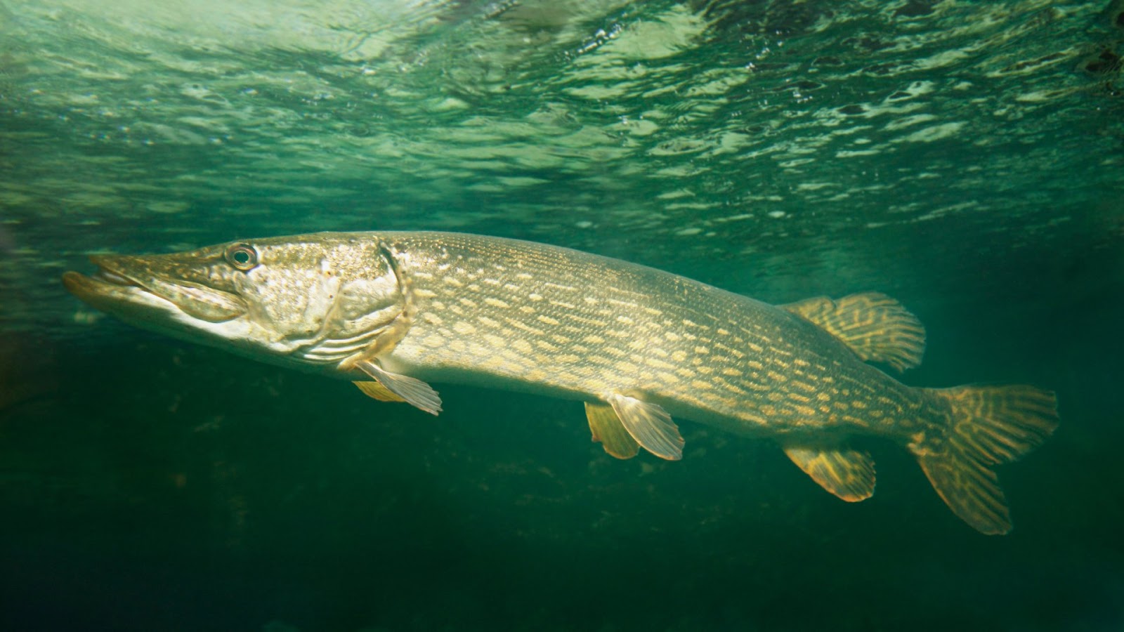 All about Pike Fish - Habitat and Behavior