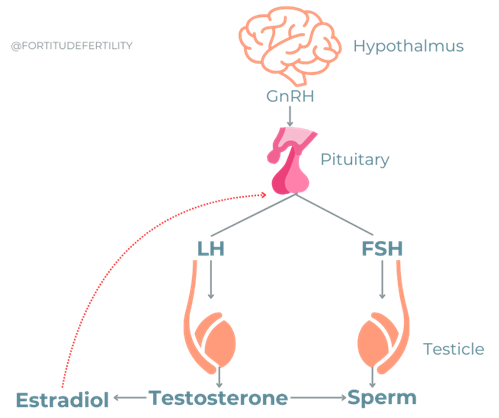 diagram of hpa