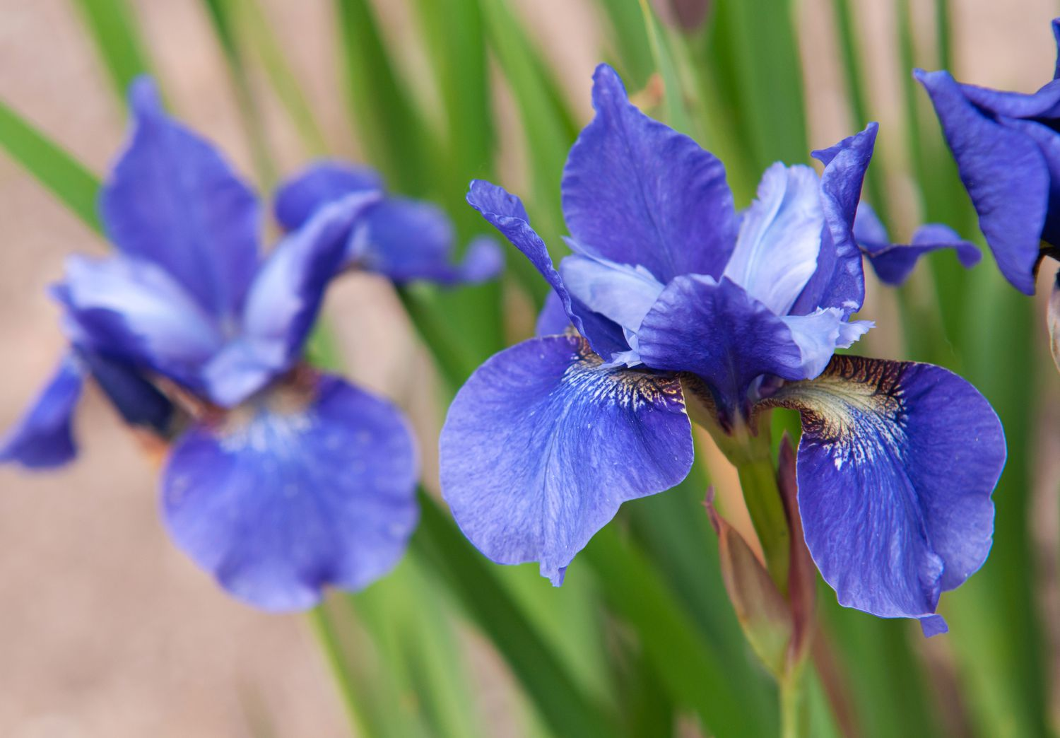 Siberian Iris (Iris sibirica)