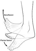 A diagram of a foot

Description automatically generated