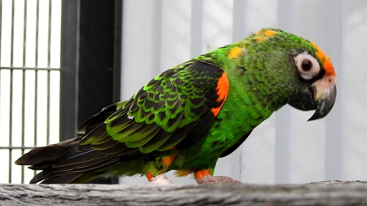 Vibrant Jardine Parrots