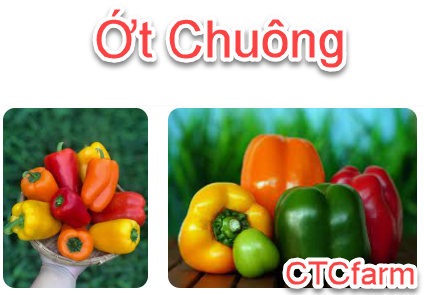 ctcfarm Hướng Dẫn Cách Trồng Cây Ớt Chuông - Rau Gia Vị Tại Vườn