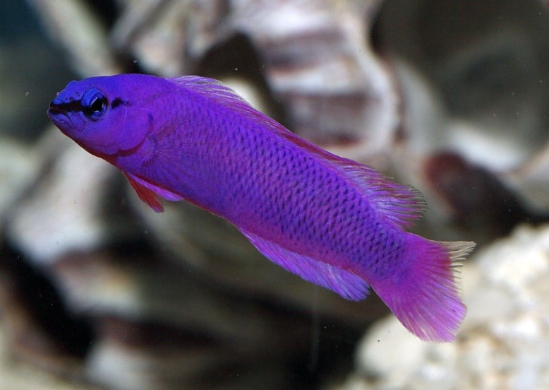 Saltwater Fish for Aquariums - Orchid Dottyback