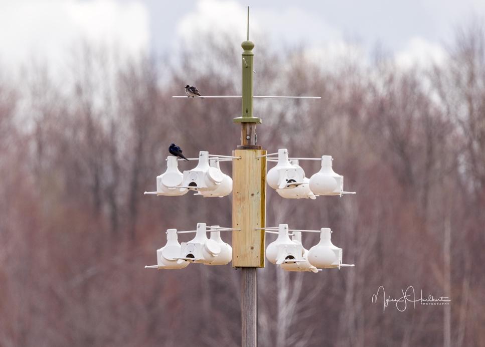 A bird feeder with many white birdhouses

Description automatically generated
