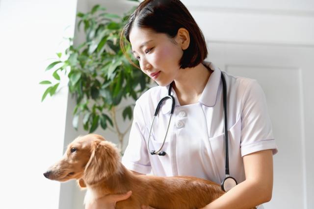 小型犬を抱く女性獣医