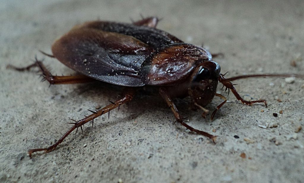 Dubia Roaches VS Cockroaches, why dubias reign supreme.