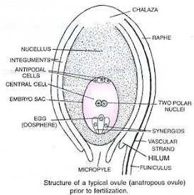 E:\savinay\ovule7.png