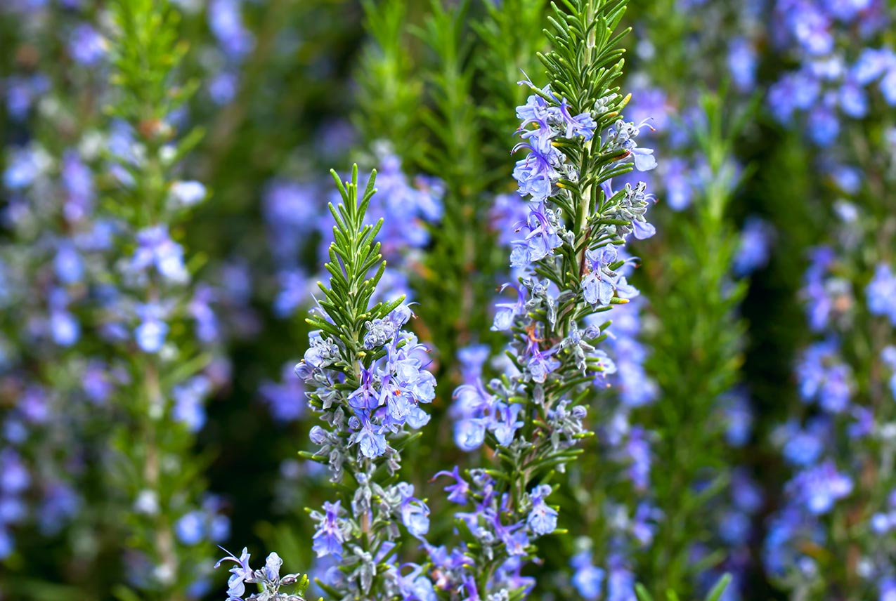 Rosemary (Rosmarinus officinalis)