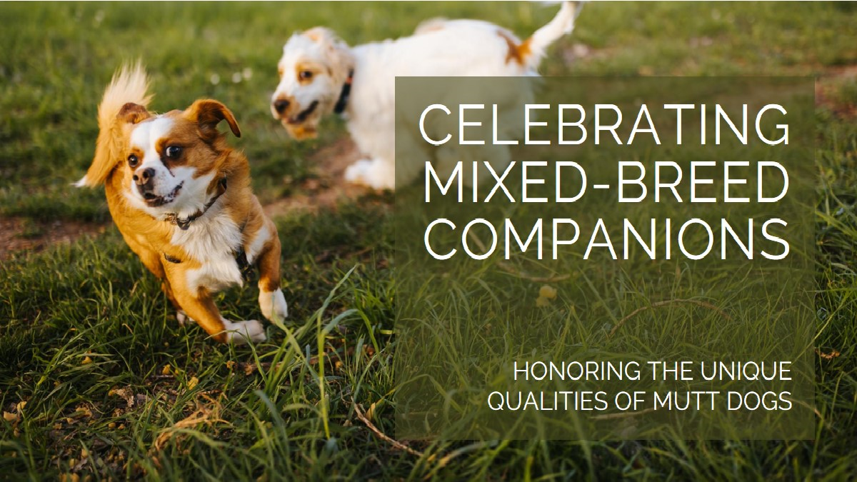 Mutt Dogs Celebrating Mixed-Breed Companions