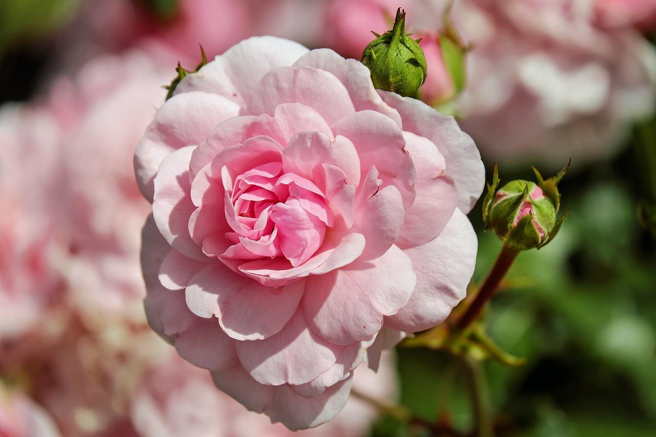 Le varietà di rose più utilizzate per la marmellata
