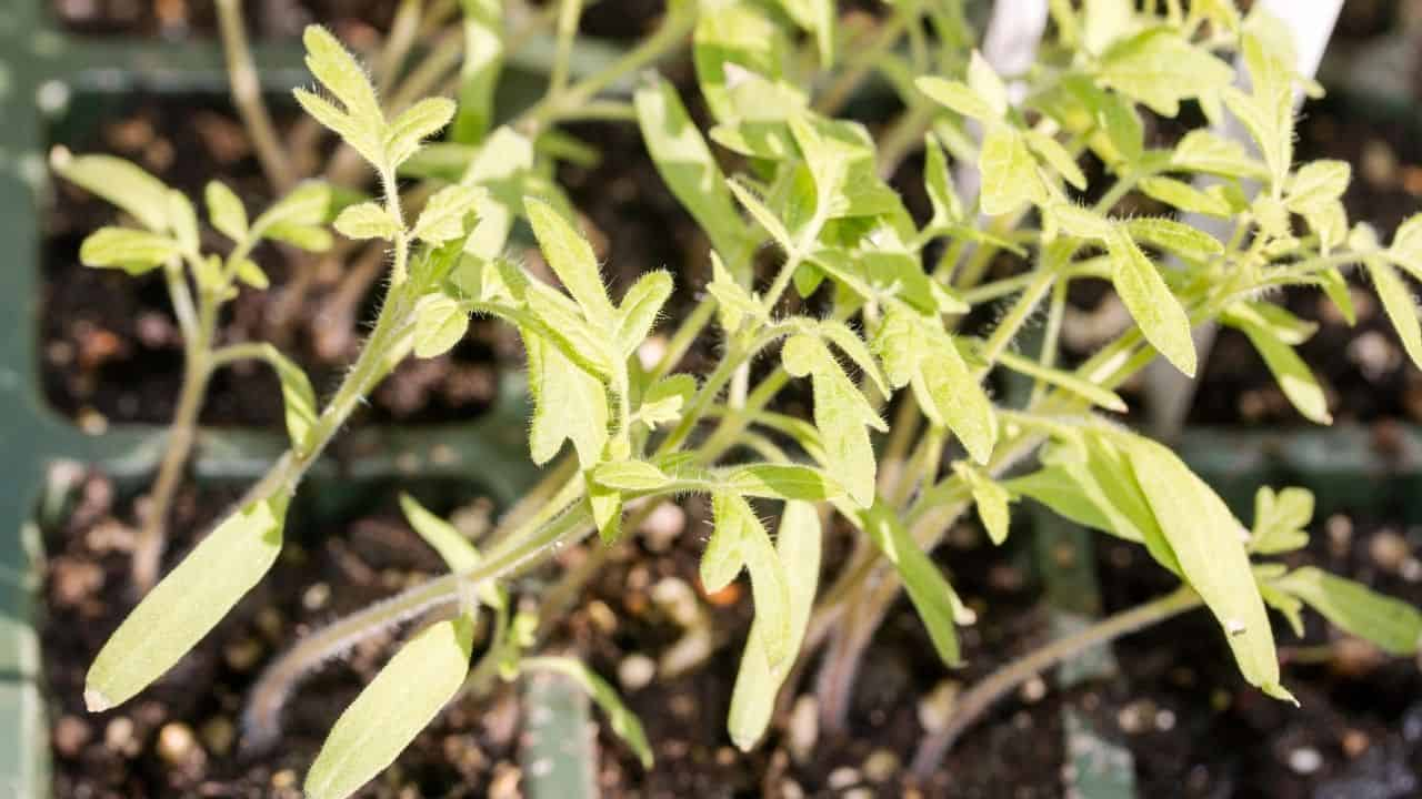 Nutrient Deficiency