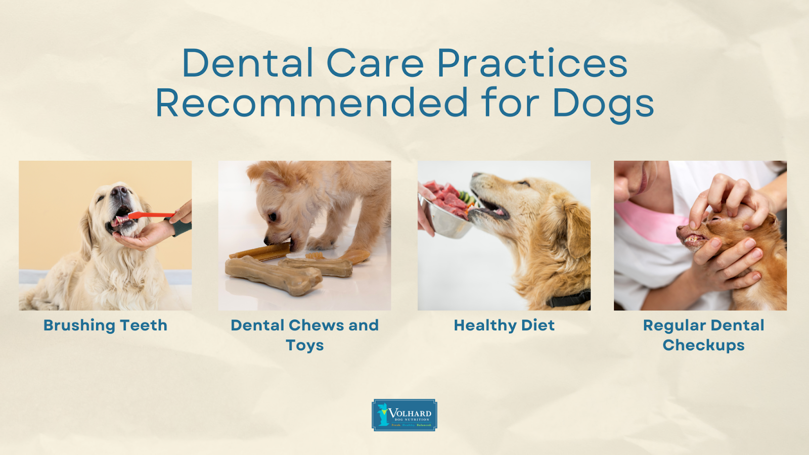 Dental care practices dogs