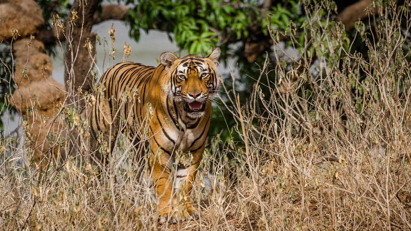 Ranthambore National Park