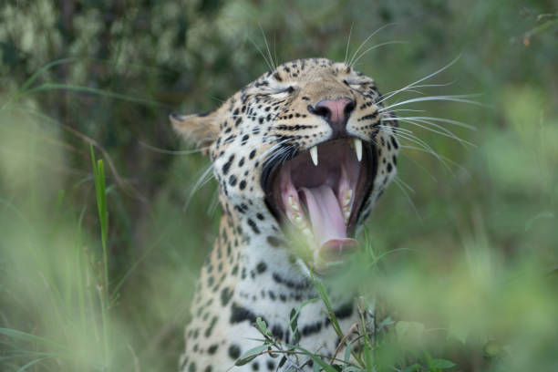 Laughing with Leopards