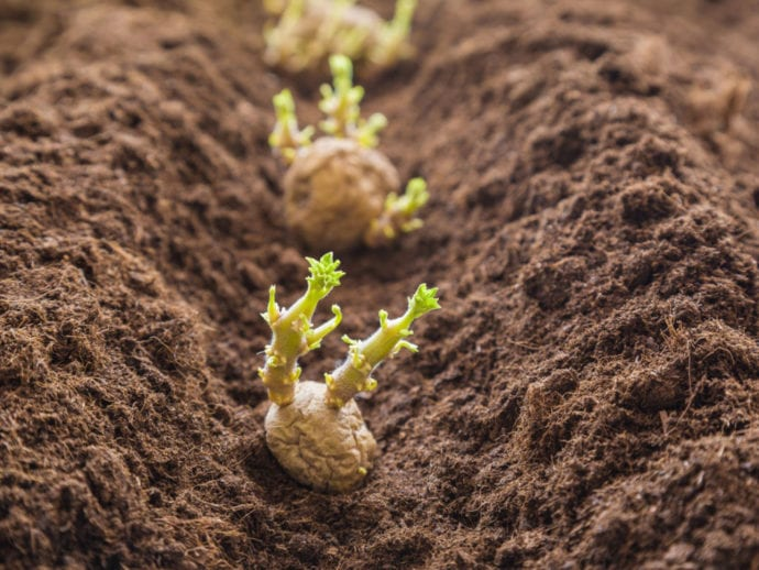 How much depth and space do potatoes need to grow