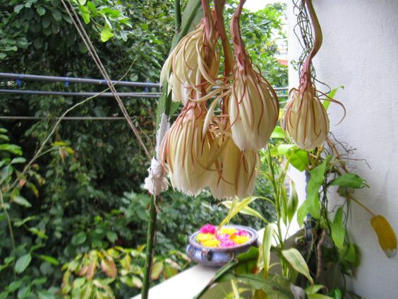 brahma kamal