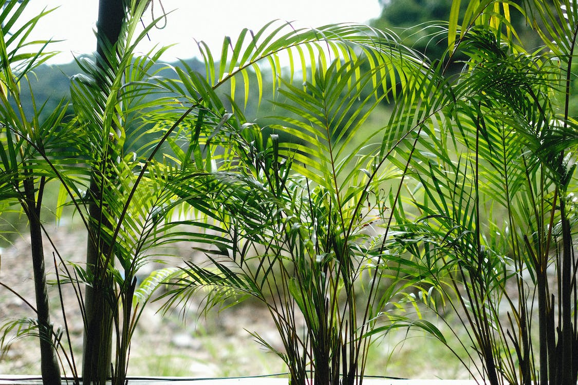 leaves of the areca palm plant growing outdoors in the sunlight