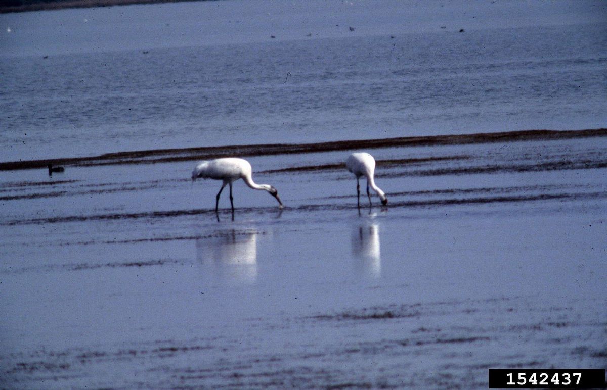 3. Whooping Crane