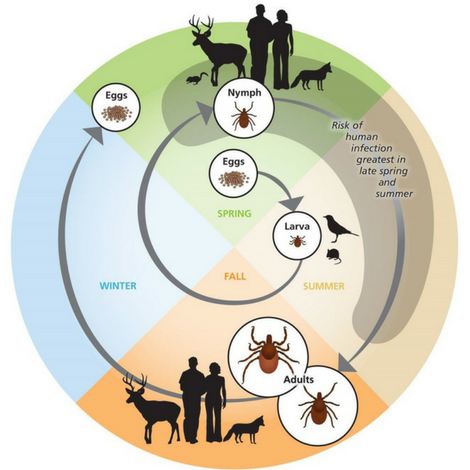 Deciphering the Tick Lifecycle - Featured Image