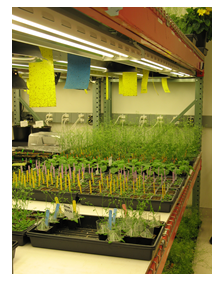 Text Box: Plant containment (BL1-P) in a greenhouse facility. Source: Berkeley Lab EHS. 