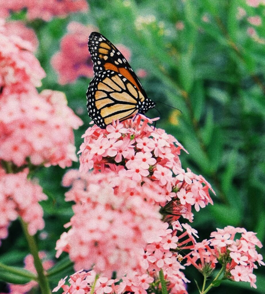 butterfly and flowers, family reunion location