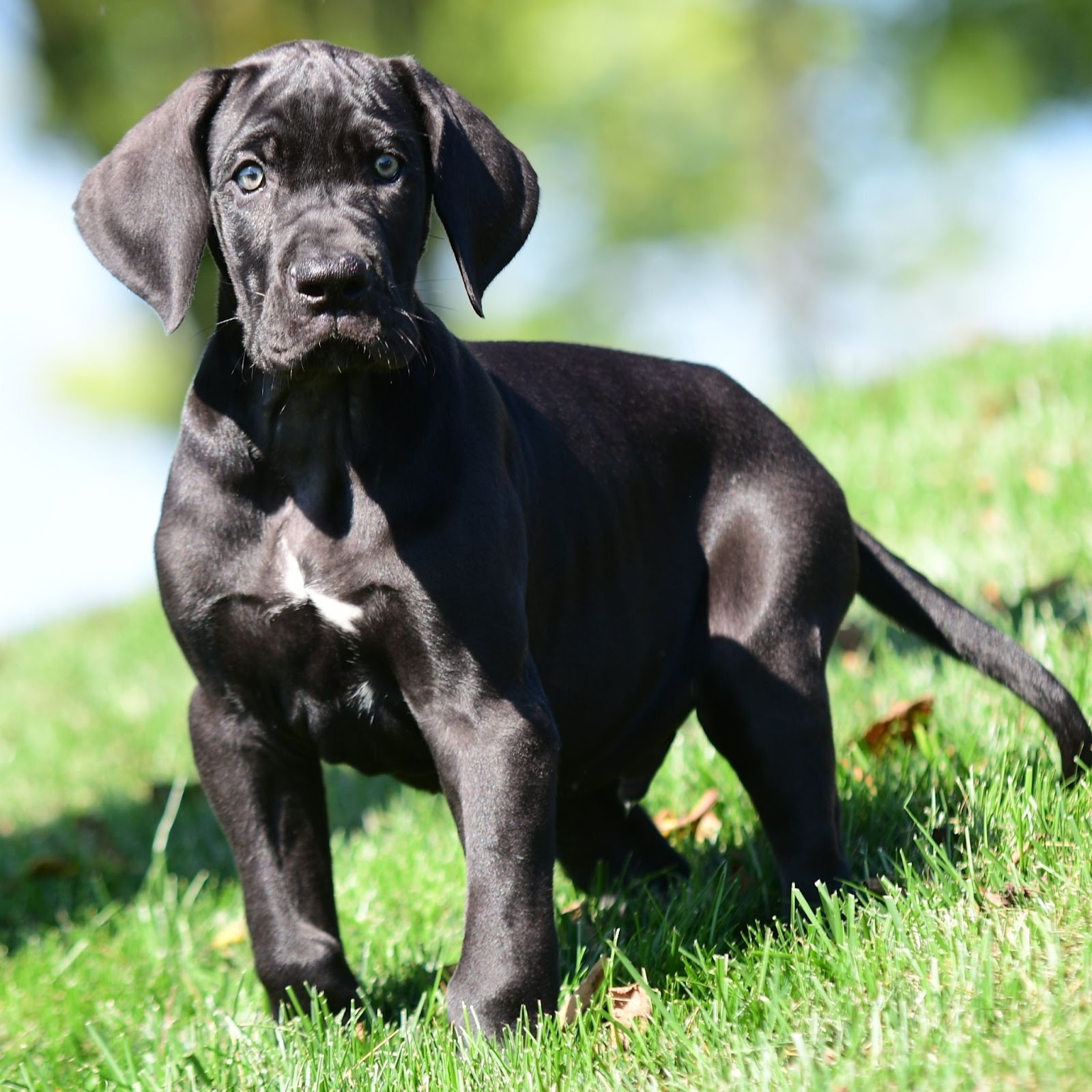 black great dane puppy