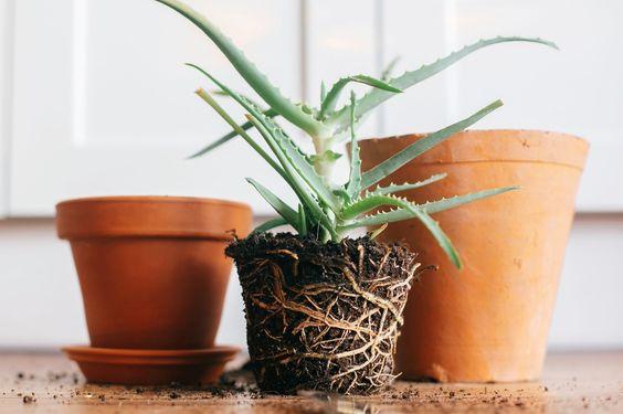 Ferns container 