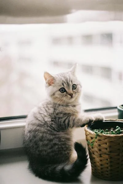 A cat sitting on a window sill

Description automatically generated