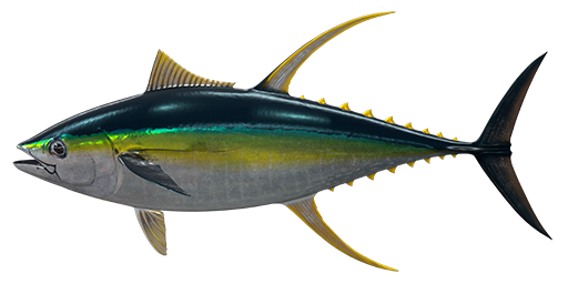 DevDiary: Kaiji No Ri Fish Species Guide - Developer Diaries - Fishing  Planet Forum