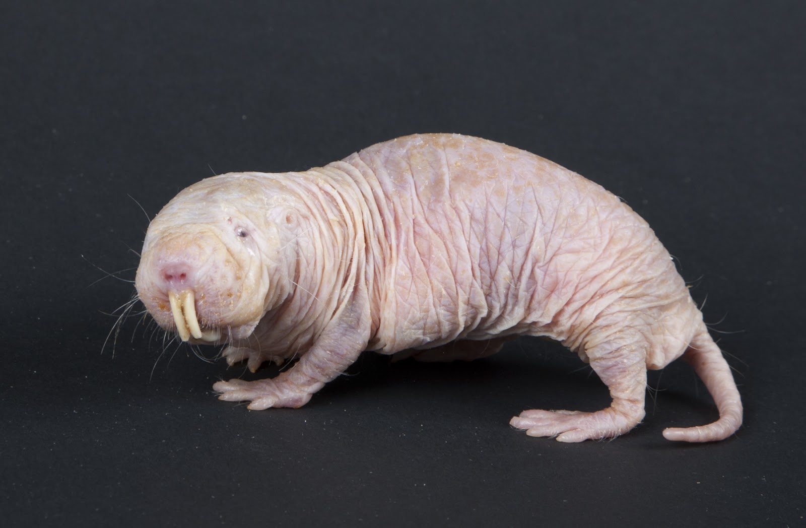 Naked Mole Rats