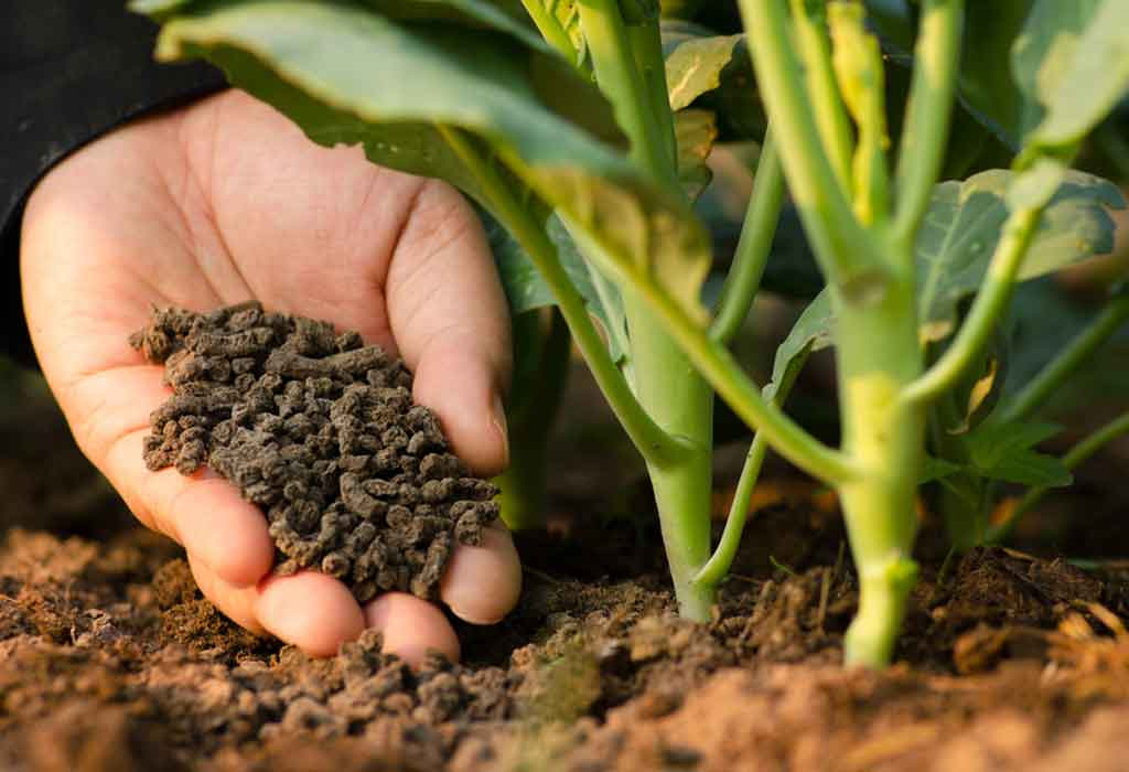 Add a bit of liquid fertilizer to the water