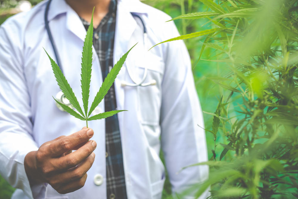 Future Prospects of Cannabis Doctors in Plant-based Medicine
