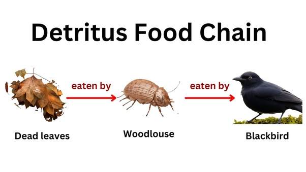 DETRITUS FOOD CHAIN