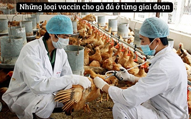 Những loại vaccin cho gà đá ở từng giai đoạn