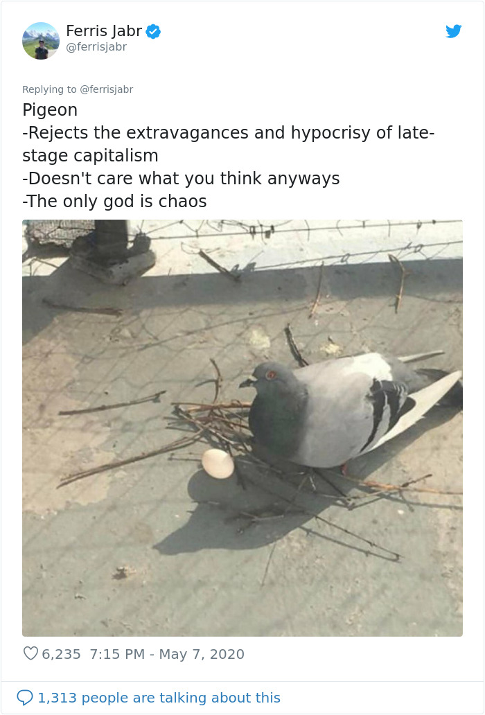 Photo: pigeon next to a very small disorganized pile of sticks and one egg.

Pigeon
* Rejects the extravagances and hypocrisy of late-stage capitalism
* Doesn’t care what you think anyways
* The only god is chaos